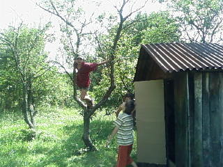 Pista na strome